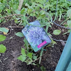 花のある暮らし,緑のある暮らし,新緑の季節,GSに感謝。,お迎えしましたの画像