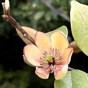 カラタネオガタマ,カラタネオガタマ の花,カラタネオガタマ の花,カラタネオガタマの若い果実,カラタネオガタマの種子の画像