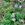 herb crystal