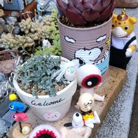 白雪ミセバヤ,白雪ミセバヤ,女雛錦,ジョイスタロック錦,エケベリア ブラウンシュガーの画像