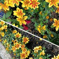 芝生,可愛い,癒される,花のある暮らし,綺麗の画像