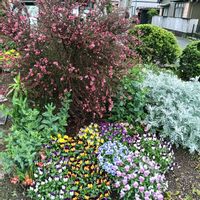 芝生,可愛い,癒される,花のある暮らし,癒しのひと時の画像