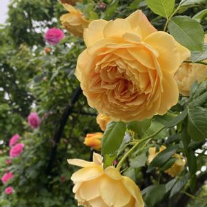 花のある暮らし,お出かけ先の画像