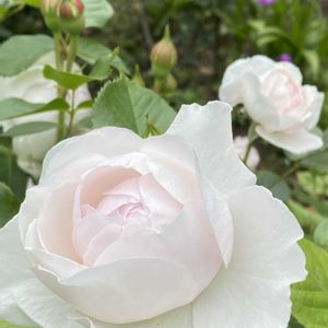 花のある暮らし,お出かけ先の画像