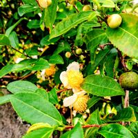 タニウツギ,タニウツギ,パイナップル,花麒麟,お茶の花の画像