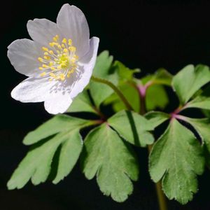 ニリンソウ,ニリンソウ,アネモネブルービューティー,多年草,草本の画像