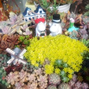 ゴールデンカーペット,軒下の画像