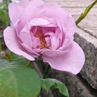 ガイラルディア,ルリタマアザミ,ゴールドコイン,斑入りグレコマ,薔薇しのぶれどの画像