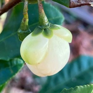 癒し,白が好き,今日のお花,お出かけ先の画像