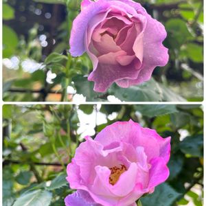 バラ,感謝,ありがとう♡,今日も笑顔で♡,お花に癒されての画像