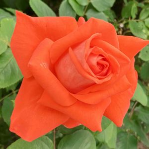 オレンジ色の花,ばら バラ 薔薇,お出かけ先の画像