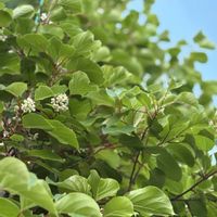 サルナシ,ベビーキウイ,マタタビ科の画像