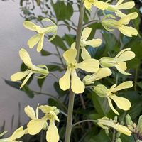 ハボタン,葉牡丹,葉牡丹,半日陰の庭,庭の画像