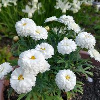 アザレア,オーニソガラム ウンベラタム,シバザクラ（芝桜）,シバザクラ（芝桜）,マーガレットシュガースフレの画像