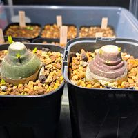 アデニア・グラウカ,塊根植物,実生,種子から育てる,南アフリカ原産の画像