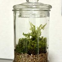 苔テラリウム, コケ,苔 (コケ)の画像