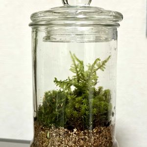 苔テラリウム, コケ,苔 (コケ)の画像