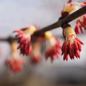 カツラ,きれい,花のある暮らし,植中毒,春の訪れの画像