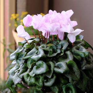 ベランダガーデニング,癒し…♡,可愛い❤,お花のある暮らし,おうち園芸の画像