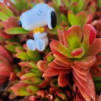 火祭り,星の王子,多肉多肉多肉,チーム千葉✿︎,秘密の花園♡の画像