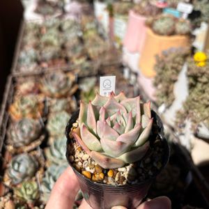 多肉,ロンリーハート,多肉植物,エケベリア属,ベランダガーデンの画像