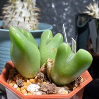コノフィツム属の画像