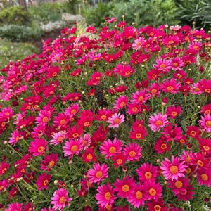 手作り,ミカン科,キク科,こいのぼり,素敵な花壇の画像