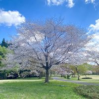 ハナズオウ,田んぼ,シモクレン(紫木蓮),さくら サクラ 桜,癒しのひと時の画像