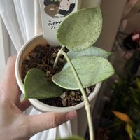 ディスキディア,カンガルーポケット,ホヤ ヘウスケリアナ ピンク,ホヤ　シルバーハート,Phal.Champion Palmerの画像