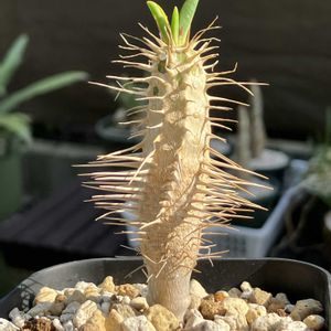 ユーフォルビア・ギラウミニアナ,多肉植物,ユーフォルビア,塊根植物,コーデックスの画像