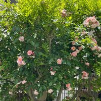 シマトネリコ,バラ,つるバラ コーネリア,花のある暮らし,植中毒の画像