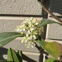 スキミア,スキミア,花のある暮らし,お楽しみ❀.(*´▽`*)❀.,キッチン裏の画像