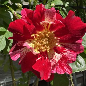 今日の一枚,花のある暮らし,素敵な出会いに感謝,わたしらしく,われら17年組の画像