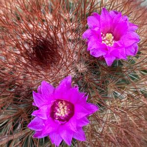 サボテン,サボテン,スマホ撮影加工なし,花の15年組,ベランダの画像
