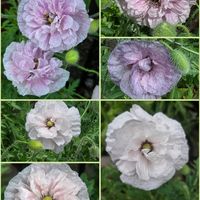 ポピー,ポピー　アメージンググレイ,花のある暮らし,スマホ撮影,癒やしの画像