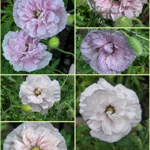 ポピー,ポピー　アメージンググレイ,花のある暮らし,スマホ撮影,癒やしの画像