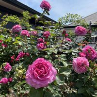 ばら バラ 薔薇,つきよみ,バルコニー/ベランダの画像