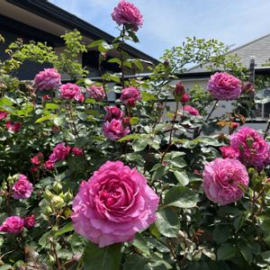 ばら バラ 薔薇,つきよみ,バルコニー/ベランダの画像