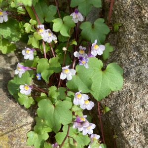ハーブ,野草,紫の花,いつもありがとう♡,ありがとうの画像
