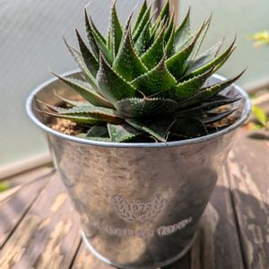 アロエ,植え替え,ベランダガーデニング,多肉植物のある暮らしの画像