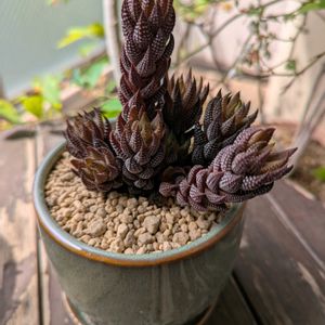 ハオルチア,多肉植物,植え替え,ベランダガーデニング,多肉植物のある暮らしの画像