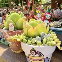 ツメレンゲ,ゴールデングロー,白雪ミセバヤ,エンジェルティアーズ,子持ち蓮華錦の画像