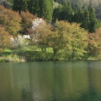 タンポポ,山桜,水芭蕉,大山桜,中綱湖の画像