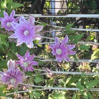 トケイソウの画像