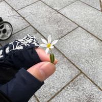 ダイモンジソウの画像