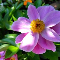 地植え,花言葉、恥じらい、はにかみ、謙遜、つつましさ,ピンク色は、恥じらい、はにかみ,感謝で送るシャクヤクは、ピンク色,別名　ことわざで「花の宰相」の画像