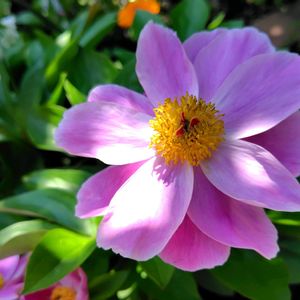 地植え,花言葉、恥じらい、はにかみ、謙遜、つつましさ,ピンク色は、恥じらい、はにかみ,感謝で送るシャクヤクは、ピンク色,別名　ことわざで「花の宰相」の画像