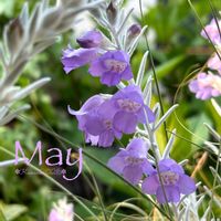 エレモフィラ,寄せ植え,シルバーリーフ,オージープランツ,花のある暮らしの画像