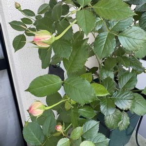 バラ,薔薇,ピェール・ドゥ・ロンサール,クリスティアーナ,パシュミナの画像