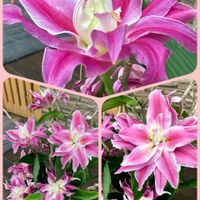 ガザニア,小手毬,イチジク,いちご,ビタミンカラーの画像